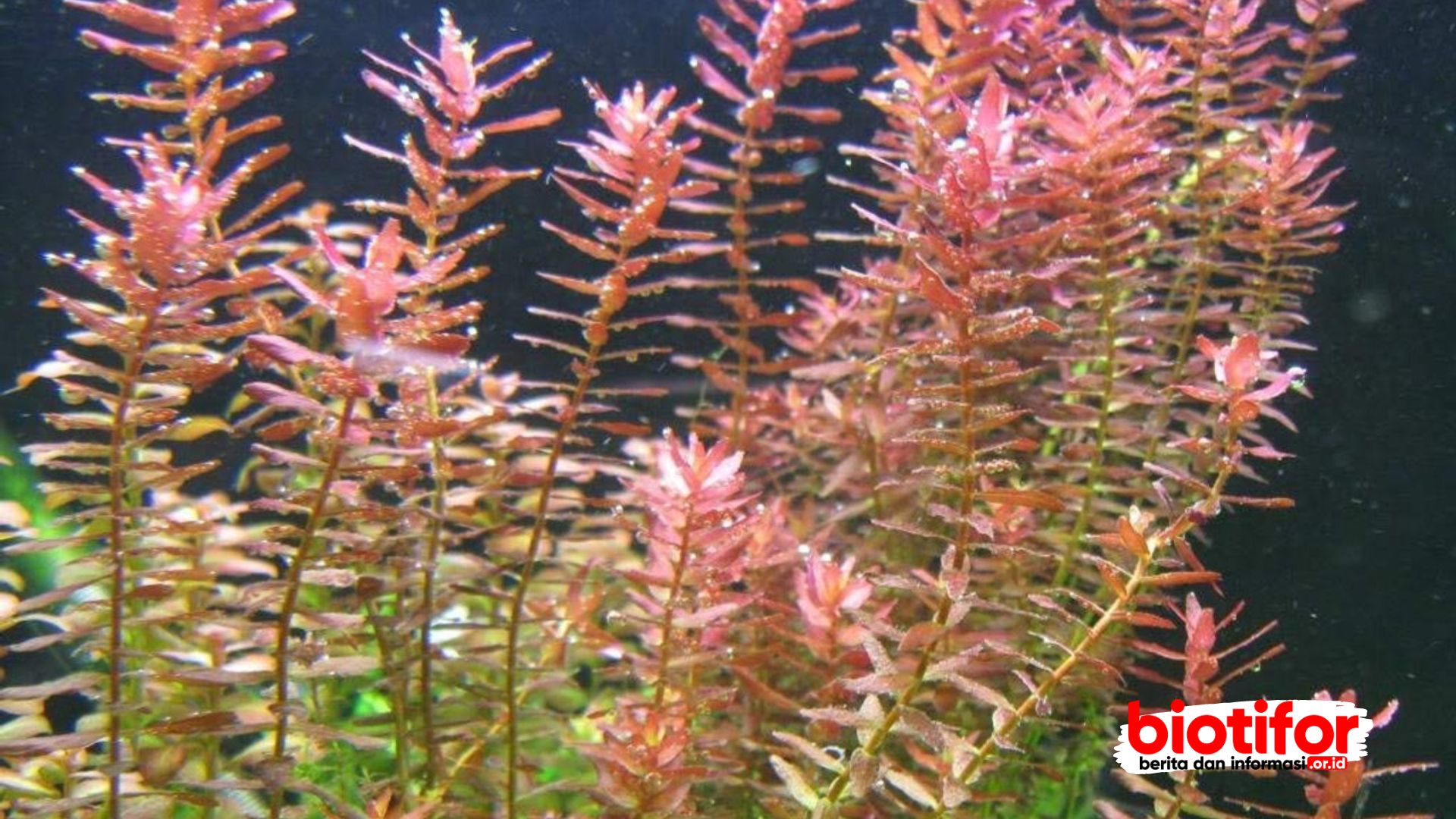 Rotala Indica-biotifor.or.id