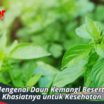 Mengenal Daun Kemangi Beserta Khasiatnya untuk Kesehatan