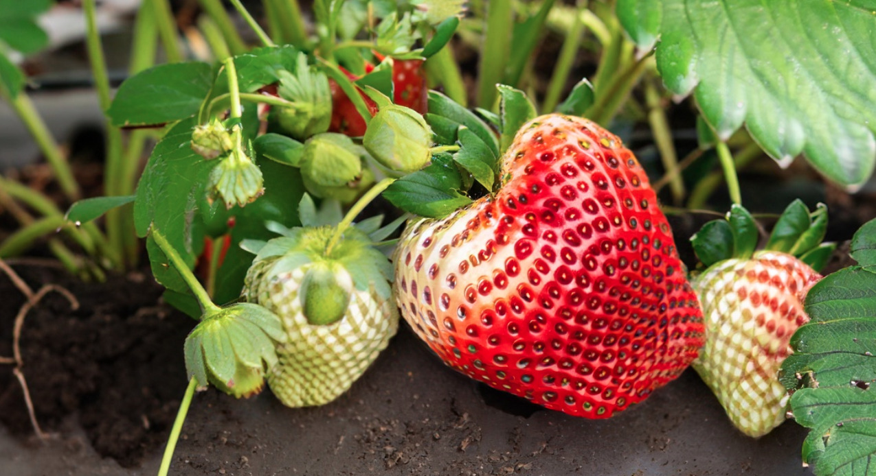 Menu Makanan dan Minuman dari Strawberry