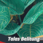 Talas Belitung