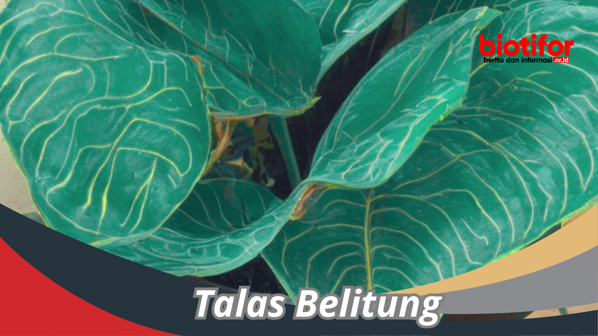 Talas Belitung