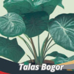 Talas Bogor