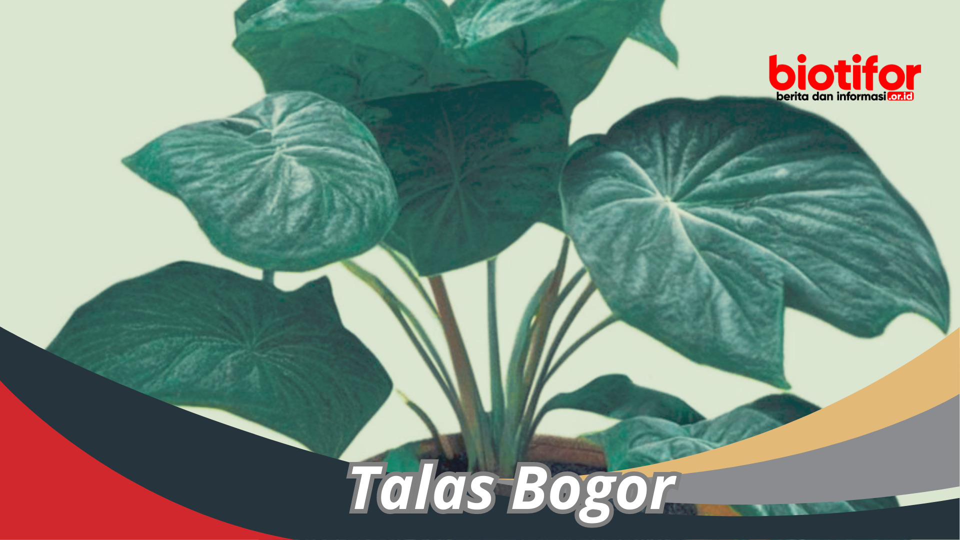 Talas Bogor