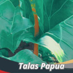 Talas Papua
