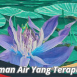 Tanaman Air Yang Terapung