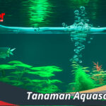 Tanaman Aquascape