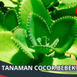 Tanaman Cocor Bebek