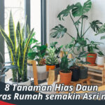 Tanaman Hias Daun