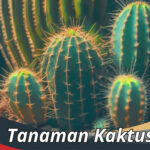 Tanaman Kaktus