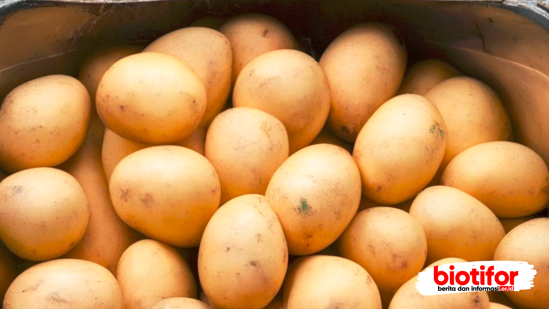 tanaman kentang