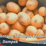 Tanaman Kentang