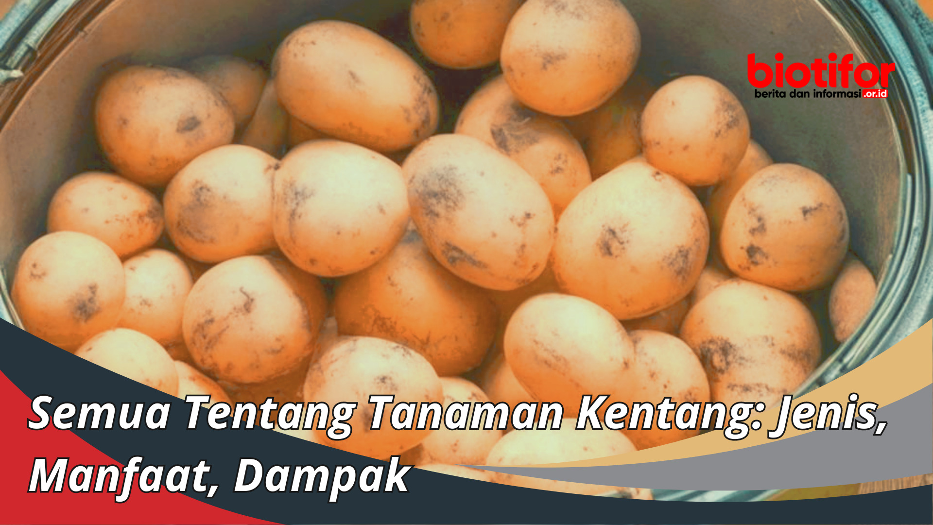 Semua Tentang Tanaman Kentang: Jenis, Manfaat, Dampak