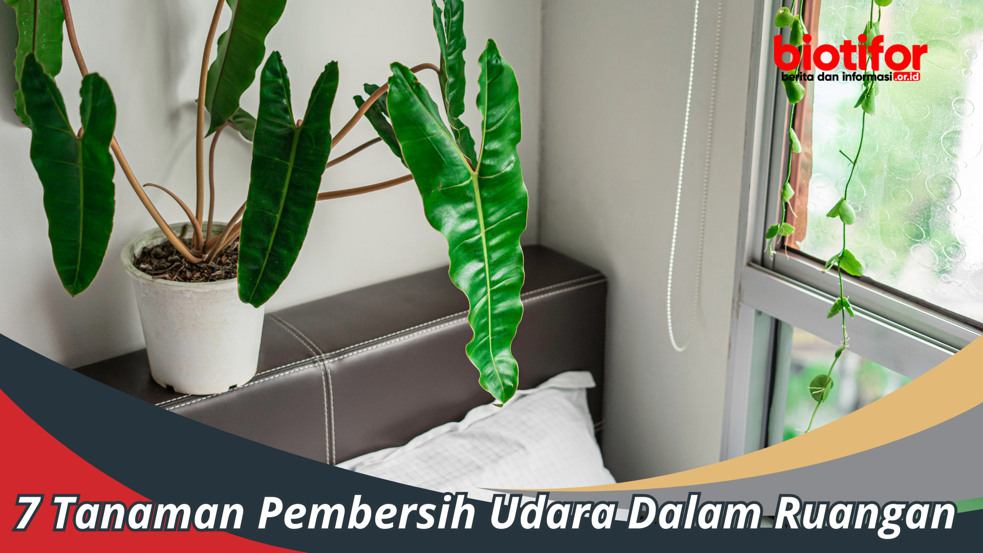 7 Tanaman Pembersih Udara Dalam Ruangan
