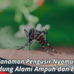 Tanaman Pengusir Nyamuk