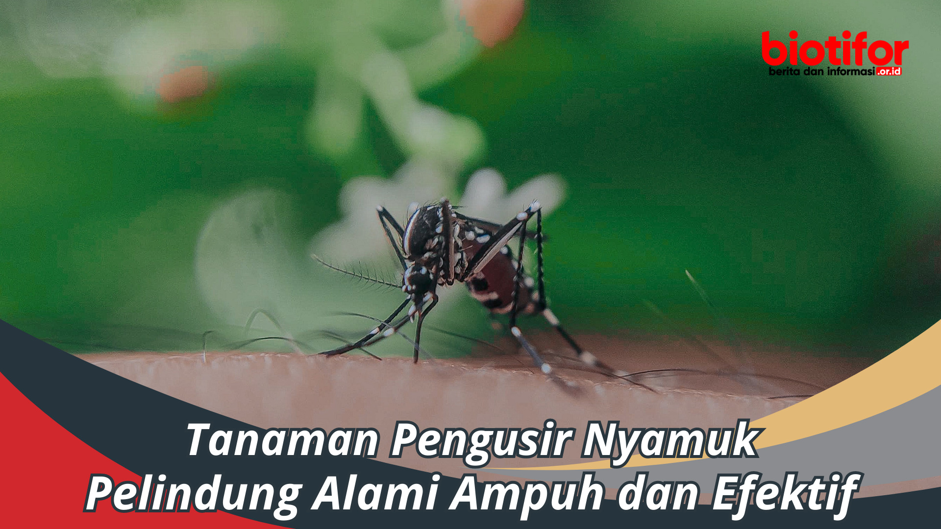 Tanaman Pengusir Nyamuk – Pelindung Alami Ampuh dan Efektif