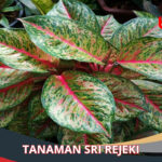 Tanaman Sri Rejeki