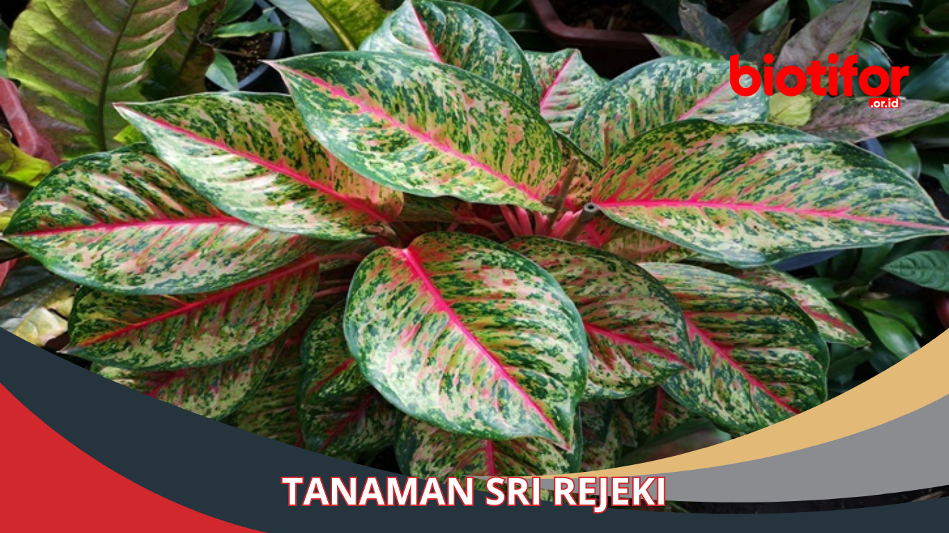 Tanaman Sri Rejeki: Segala yang Perlu Kamu Ketahui