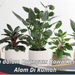 Tanaman dalam Ruangan: Bawa Keindahan Alam Di Rumah