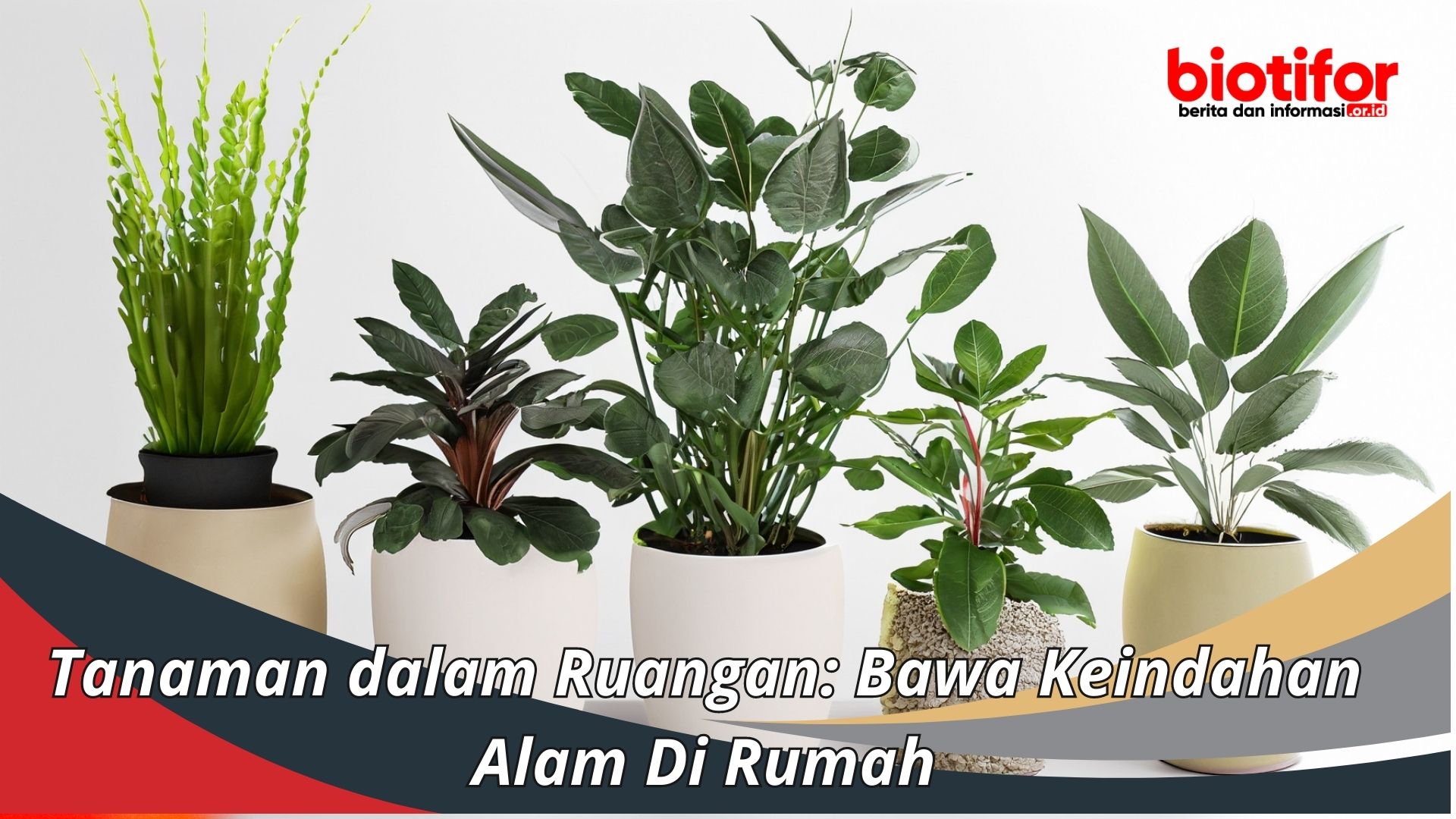 Tanaman dalam Ruangan: Bawa Keindahan Alam Di Rumah