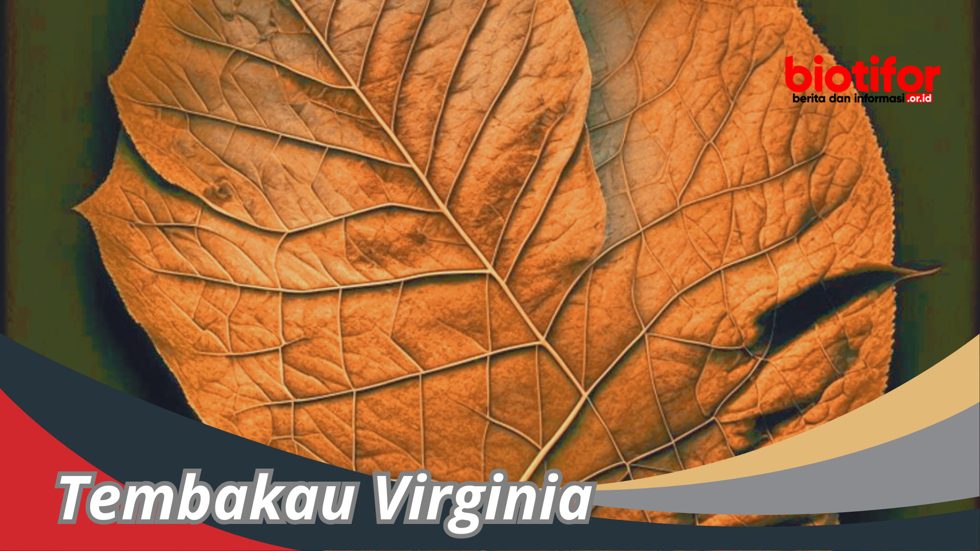 Tembakau Virginia: Menyingkap Sejarah Dan Aroma Memikat