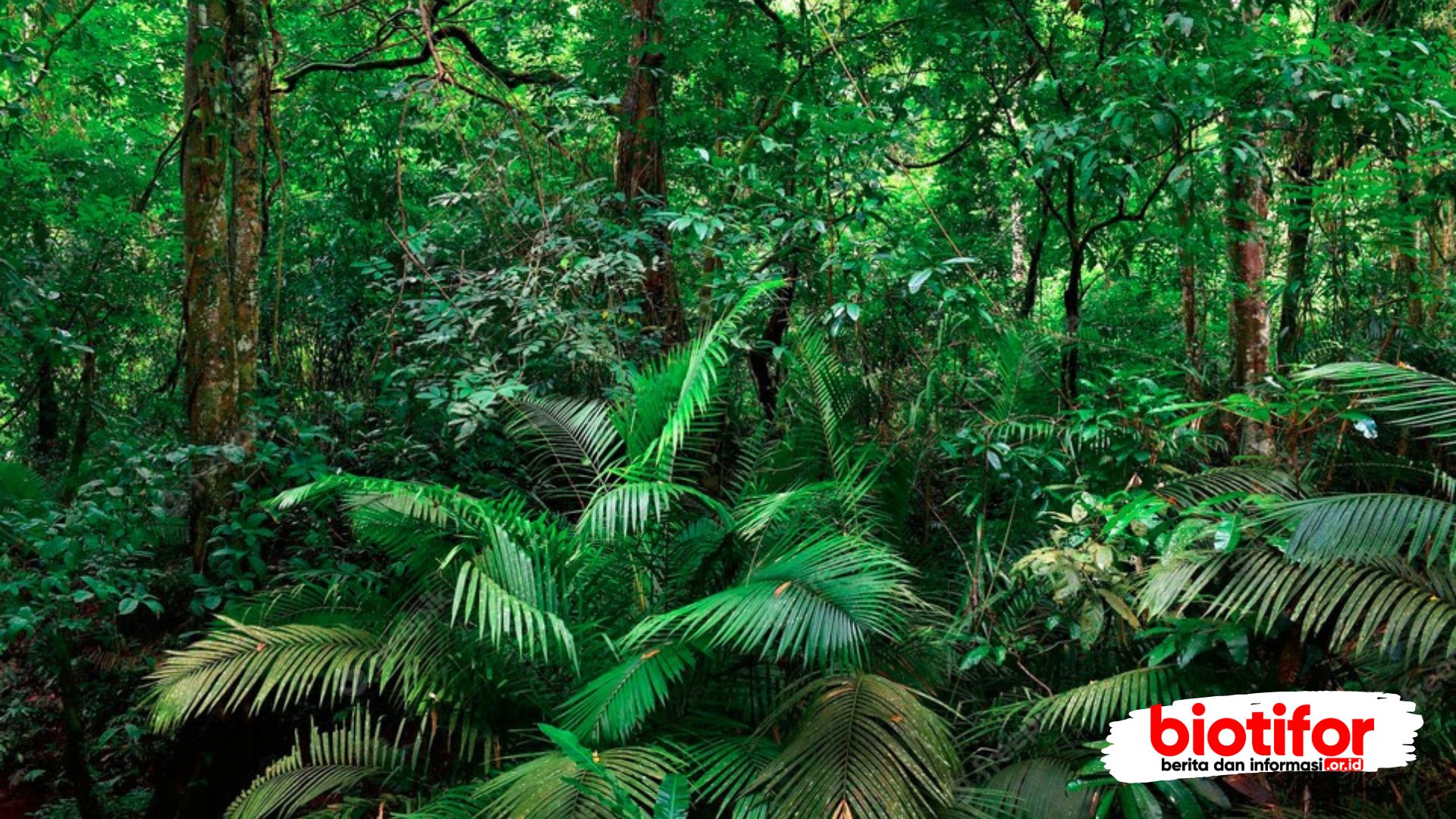 Tumbuhan Hutan Hujan Tropis