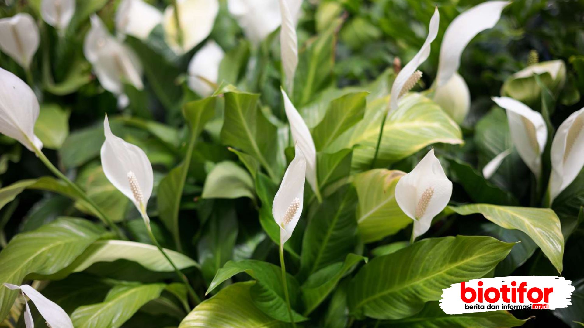 bunga Peace Lily