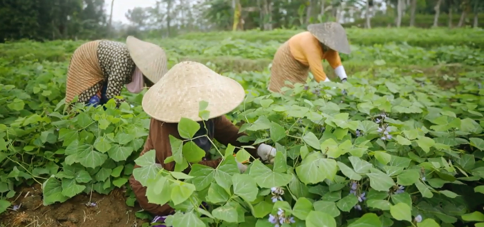 Persiapan Saat sebelum Menanam Bengkuang