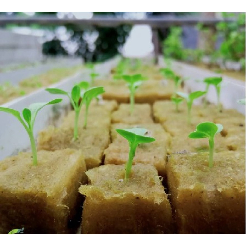 Persiapan Menanam Kangkung Hidroponik