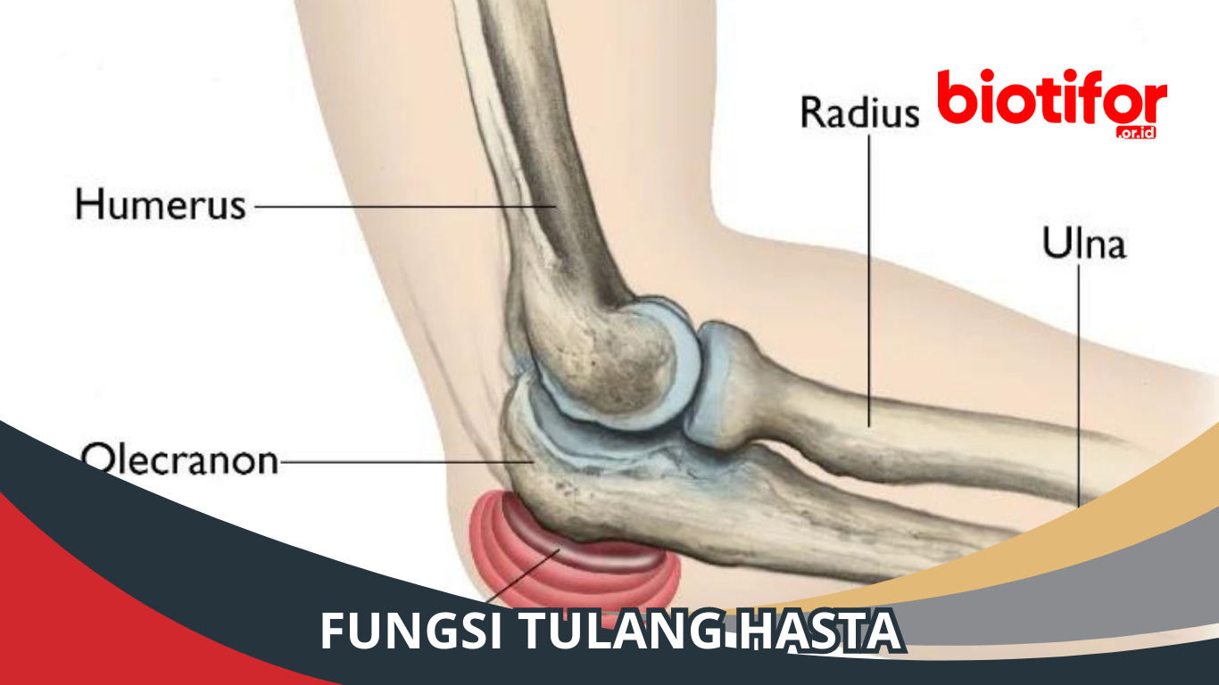 Fungsinya Tulang Hasta: Rahasia Tulang yang Berharga