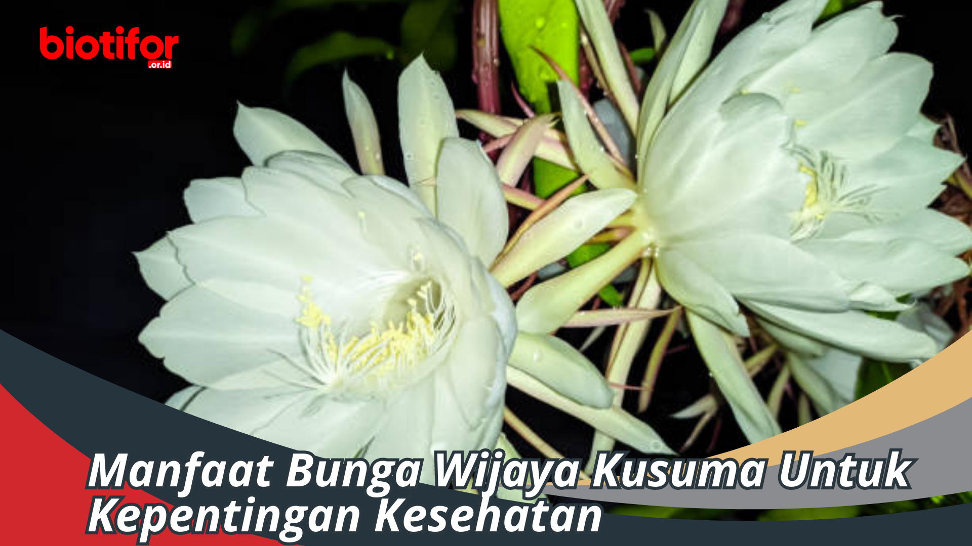 Manfaat Bunga Wijaya Kusuma
