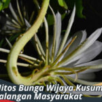 Mitos Bunga Wijaya Kusuma