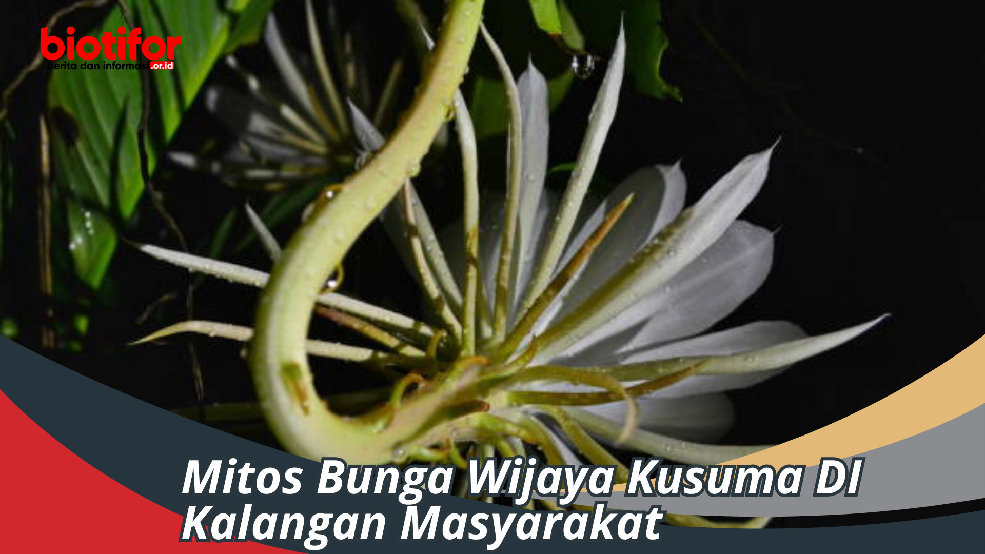 Mitos Bunga Wijaya Kusuma DI Kalangan Masyarakat