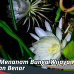 Cara Menanam Bunga Wijaya Kusuma