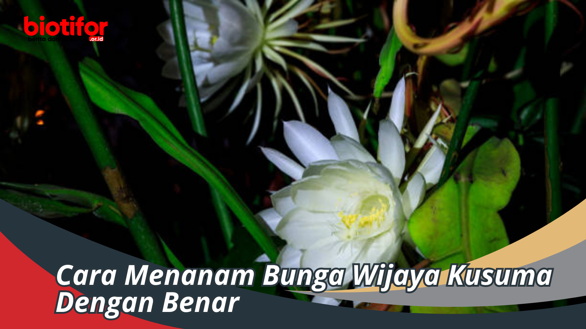 Cara Menanam Bunga Wijaya Kusuma