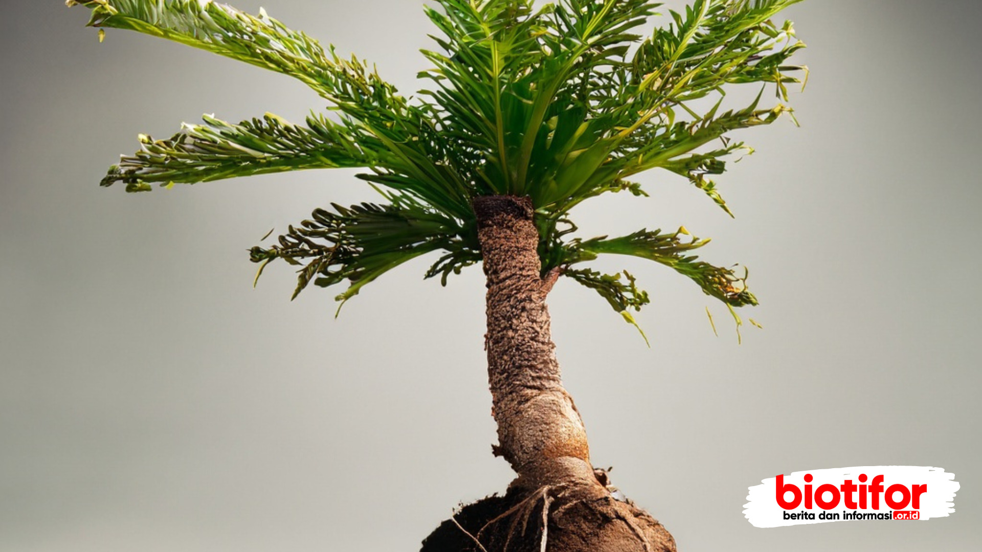 Bonsai Kelapa