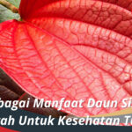 manfaat daun sirih merah