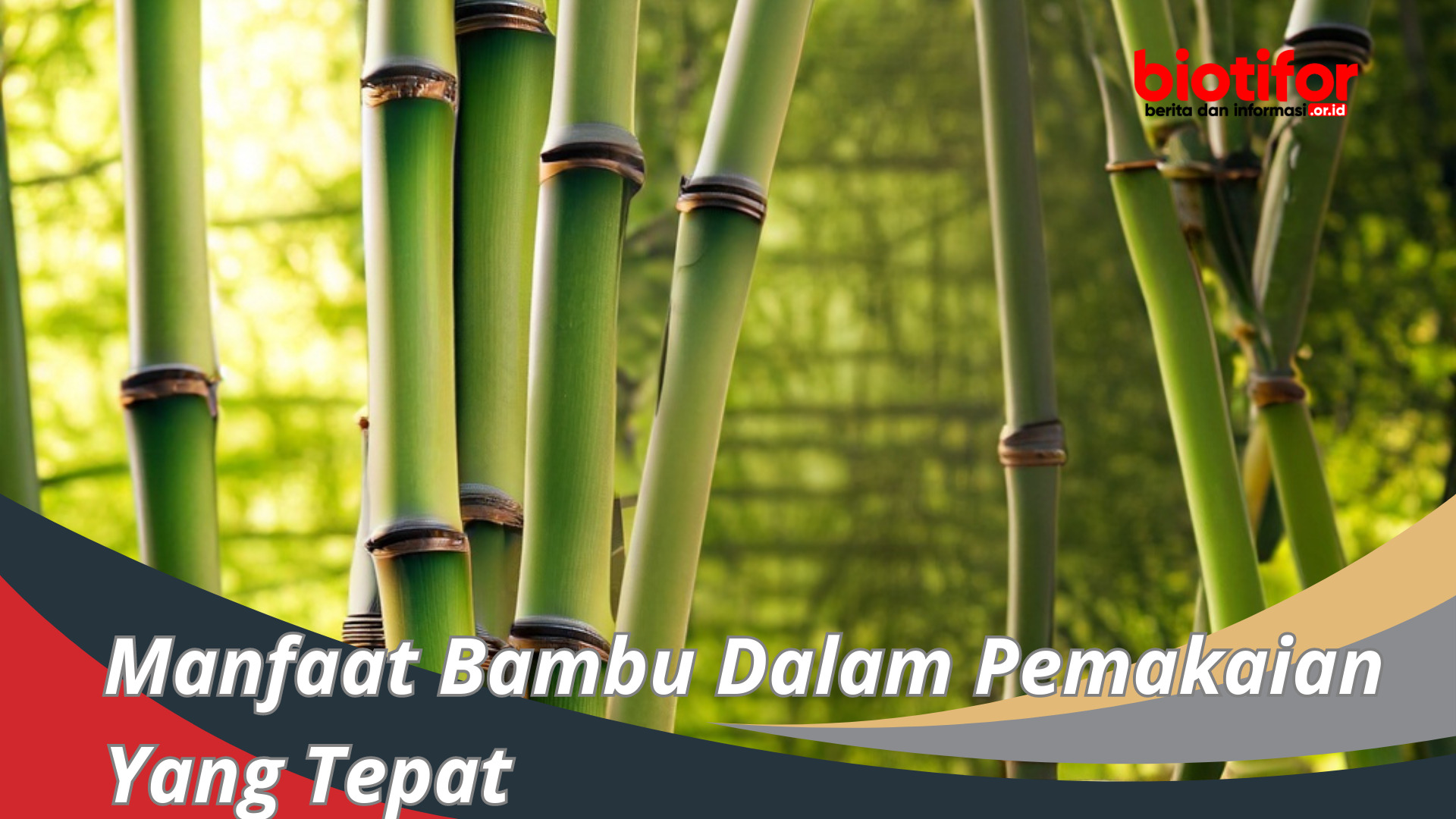Manfaat Bambu