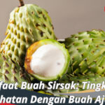 Manfaat Buah Sirsak