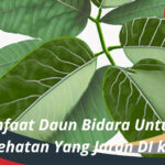 manfaat daun bidara