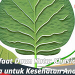 manfaat daun katuk