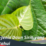 Jenis Daun Sirih