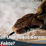 Apakah Ular Takut Garam