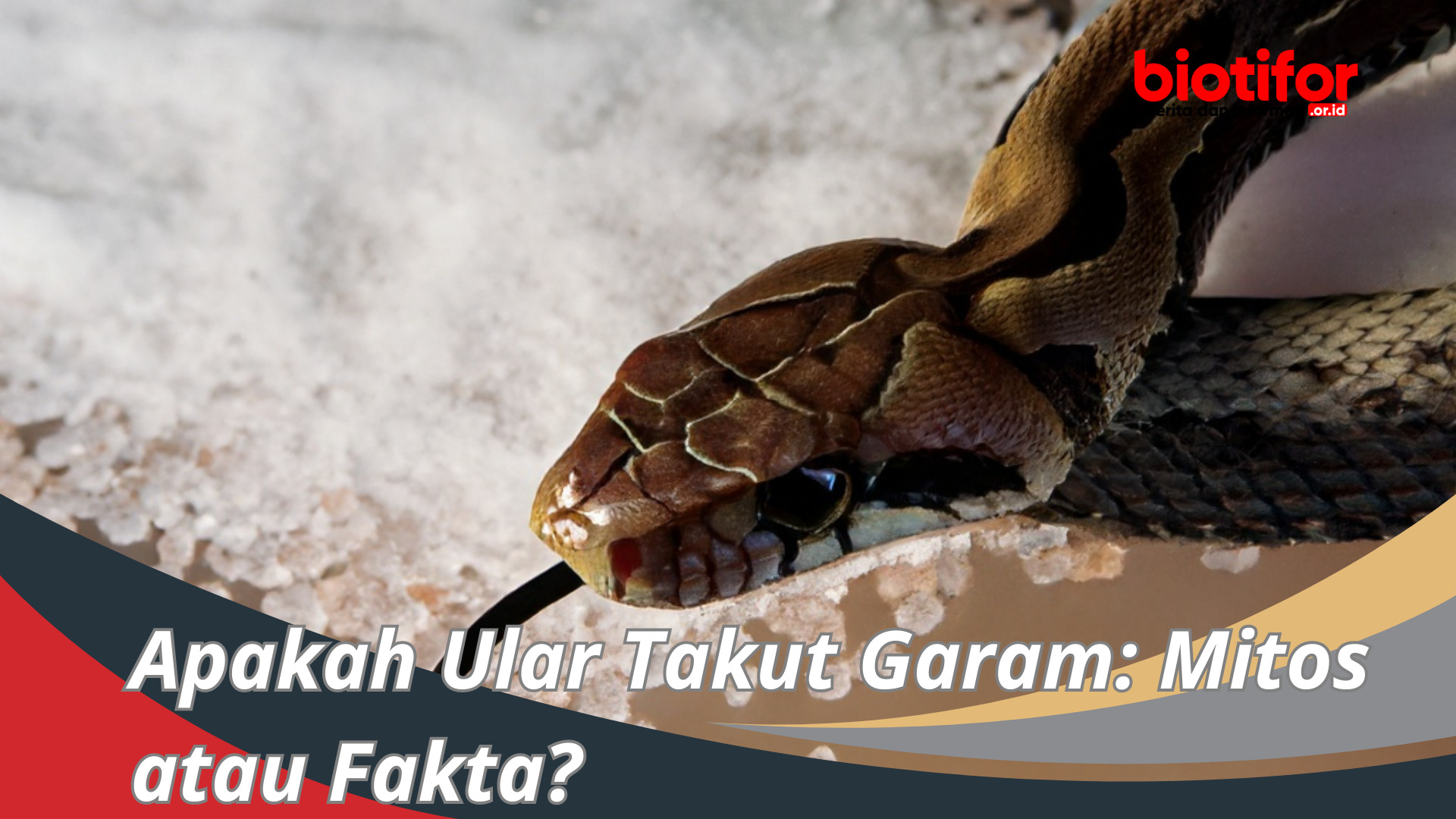Apakah Ular Takut Garam: Mitos atau Fakta?