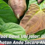 Manfaat Daun Ubi Jalar