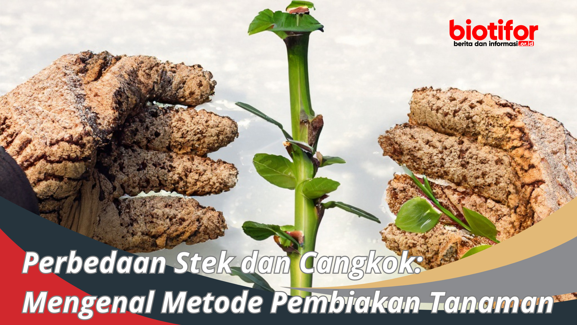 Perbedaan Stek dan Cangkok Metode Pembiakan Tanaman