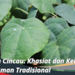 Daun Cincau