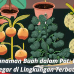 Jenis Tanaman Buah dalam Pot