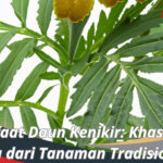 Manfaat Daun Kenikir