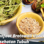 Manfaat Brotowali