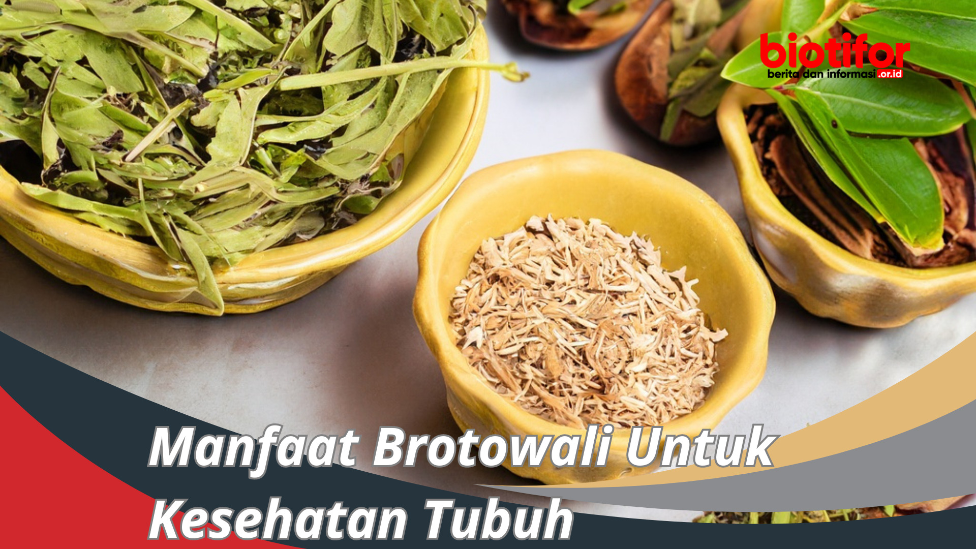 Manfaat Brotowali